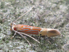 Labdia semicoccinea