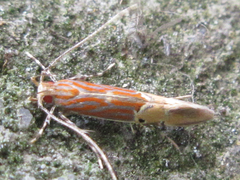 Labdia semicoccinea
