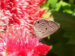 Luthrodes pandava