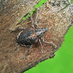 Oxyops fasciatus