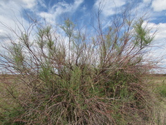 Tamarix gracilis
