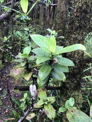 Kadua
