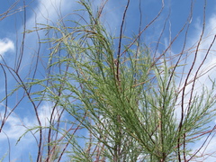 Tamarix gracilis