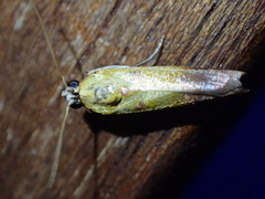 Piesmopoda semilutea