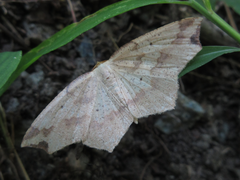 Pareclipsis gracilis