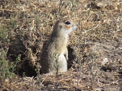 Spermophilus erythrogenys