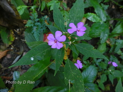 Impatiens violiflora