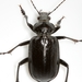 Calosoma marginale - Photo (c) Mike Quinn, Austin, TX, some rights reserved (CC BY-NC), uploaded by Mike Quinn, Austin, TX