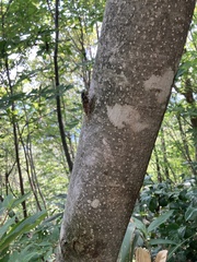 Tanna japonensis