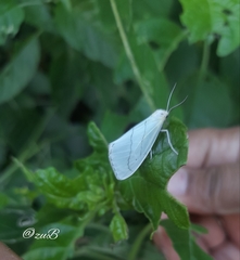 Leuculodes lacteolaria