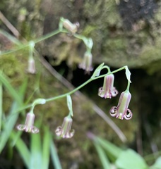 Anticlea occidentalis