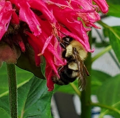 Bombus bimaculatus