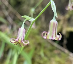 Anticlea occidentalis