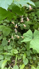 Anticlea occidentalis