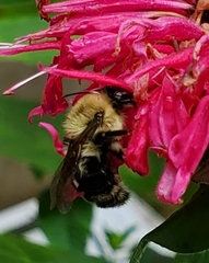 Bombus bimaculatus