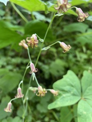 Anticlea occidentalis