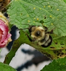 Bombus bimaculatus