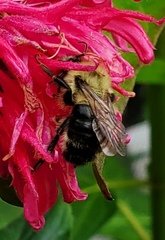 Bombus bimaculatus