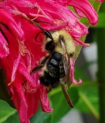 Bombus bimaculatus