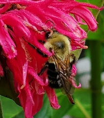 Bombus bimaculatus