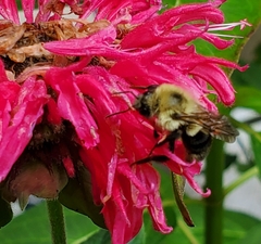 Bombus bimaculatus