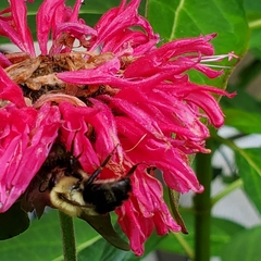 Bombus bimaculatus