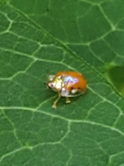 Charidotella sexpunctata
