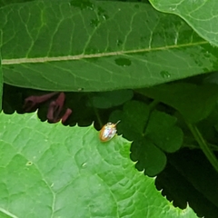Charidotella sexpunctata