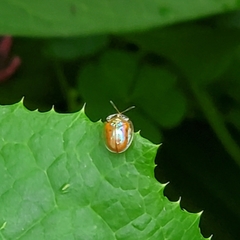 Charidotella sexpunctata