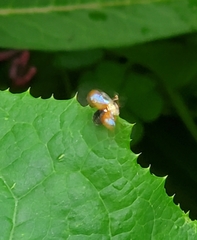 Charidotella sexpunctata