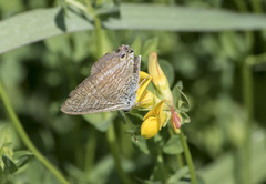 Lampides boeticus