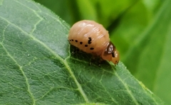 Labidomera clivicollis