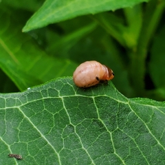 Labidomera clivicollis