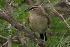 Tchagra australis australis