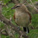 Lowveld Brown-crowned Tchagra - Photo (c) Gawie Malan, some rights reserved (CC BY-NC), uploaded by Gawie Malan