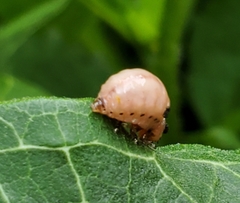 Labidomera clivicollis