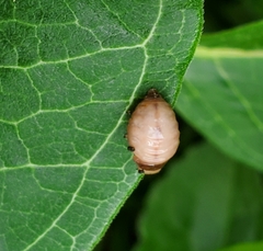 Labidomera clivicollis