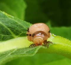 Labidomera clivicollis