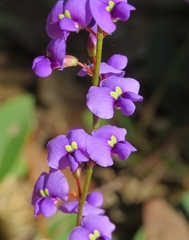 Hardenbergia violacea