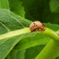Labidomera clivicollis
