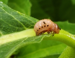 Labidomera clivicollis
