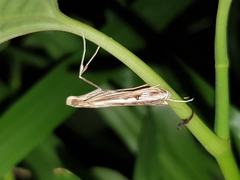 Euclasta vitralis