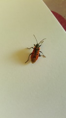 Lygaeus creticus