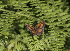 Pyronia tithonus