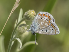 Polyommatus icarus