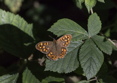 Pararge aegeria