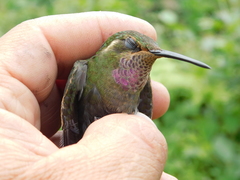 Lampornis amethystinus