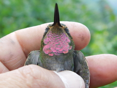 Lampornis amethystinus