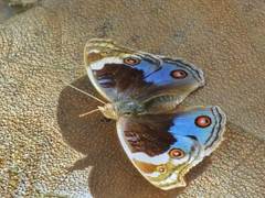 Junonia orithya swinhoei