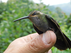 Lampornis amethystinus